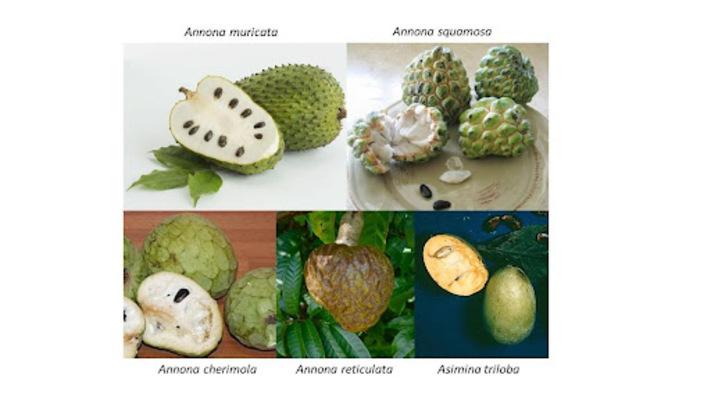 Annonaceae Fruits Consumption and the Risk of Cognitive Impairment ...